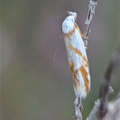 Oxythecta acceptella at Fisher, ACT - 27 Oct 2024 02:18 PM