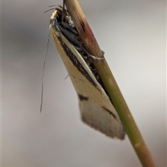 Philobota undescribed species near arabella (A concealer moth) at Fisher, ACT - 27 Oct 2024 by Miranda