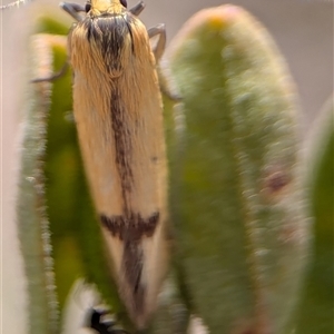 Philobota undescribed species near arabella at Fisher, ACT - 27 Oct 2024