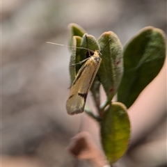 Philobota undescribed species near arabella at Fisher, ACT - 27 Oct 2024 01:50 PM