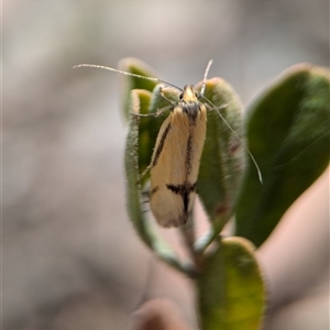 Philobota undescribed species near arabella at Fisher, ACT - 27 Oct 2024 01:50 PM