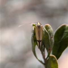 Philobota undescribed species near arabella at Fisher, ACT - 27 Oct 2024 01:50 PM