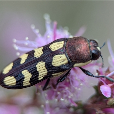 Castiarina decemmaculata (Ten-spot Jewel Beetle) at Fisher, ACT - 27 Oct 2024 by Miranda