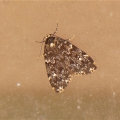 Halone coryphoea (Eastern Halone moth) at Braemar, NSW - 20 Oct 2024 by Curiosity