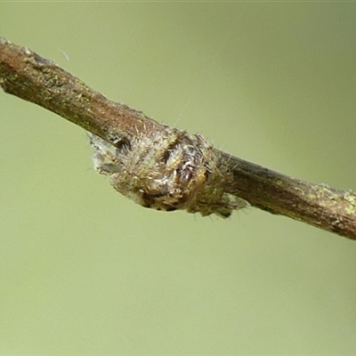 Dolophones sp. (genus) (Wrap-around spider) at Braemar, NSW - 21 Oct 2024 by Curiosity