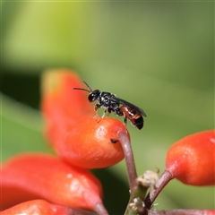 Hylaeus littleri at Keiraville, NSW - 7 Dec 2021 by PaperbarkNativeBees