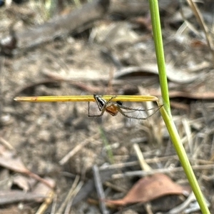 Oxyopes sp. (genus) at Aranda, ACT - 28 Oct 2024