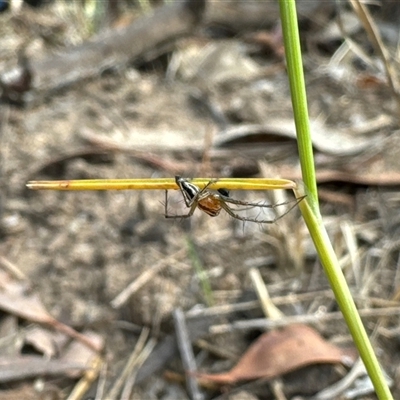 Oxyopes sp. (genus) (Lynx spider) at Aranda, ACT - 28 Oct 2024 by Jubeyjubes