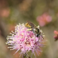 Lipotriches flavoviridis species group at Fisher, ACT - 27 Oct 2024