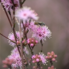 Lipotriches flavoviridis species group at Fisher, ACT - 27 Oct 2024