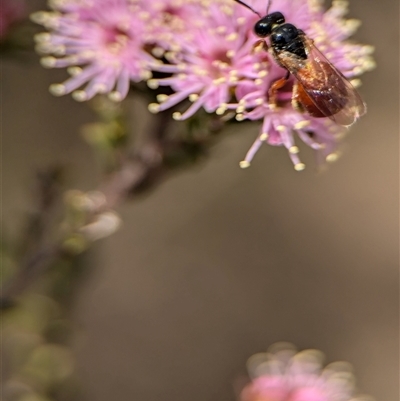 Exoneura sp. (genus) (A reed bee) at Fisher, ACT - 27 Oct 2024 by Miranda