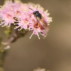 Exoneura sp. (genus) at Fisher, ACT - 27 Oct 2024