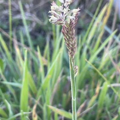 Holcus lanatus (Yorkshire Fog) at Lake George, NSW - 3 Mar 2024 by JaneR