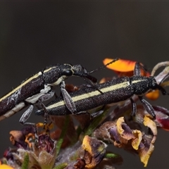 Rhinotia suturalis (Belid weevil) at Jerrabomberra, NSW - 27 Oct 2024 by DianneClarke