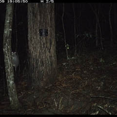 Phascogale tapoatafa (Brush-tailed Phascogale) at Pappinbarra, NSW - 9 Oct 2024 by jonvanbeest