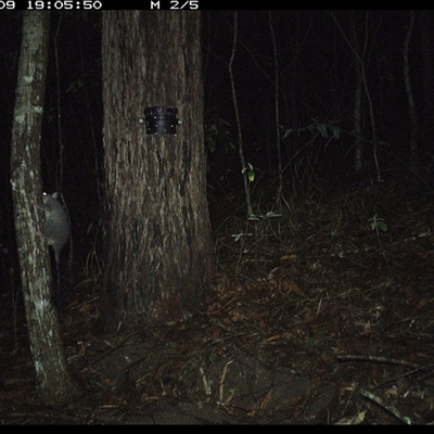 Phascogale tapoatafa (Brush-tailed Phascogale) at Pappinbarra, NSW - 9 Oct 2024 by jonvanbeest