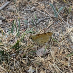 Trapezites luteus at Fisher, ACT - 27 Oct 2024