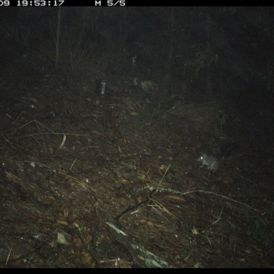 Phascogale tapoatafa (Brush-tailed Phascogale) at Pappinbarra, NSW - 9 Oct 2024 by jonvanbeest