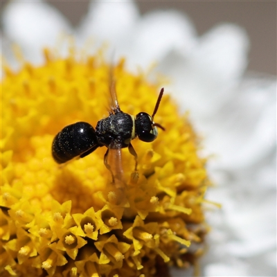 Hylaeus (Gnathoprosopis) euxanthus (Plasterer bee) at Keiraville, NSW - 18 Nov 2019 by PaperbarkNativeBees