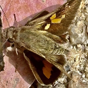 Trapezites phigalioides at Kambah, ACT - 28 Oct 2024 10:43 AM