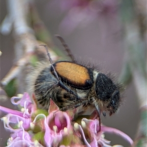 Liparetrus discipennis at Fisher, ACT - 27 Oct 2024