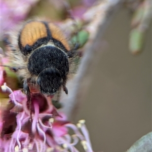 Liparetrus discipennis at Fisher, ACT - 27 Oct 2024