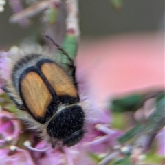 Liparetrus discipennis at Fisher, ACT - 27 Oct 2024