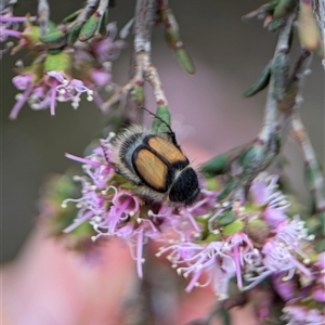 Liparetrus discipennis at Fisher, ACT - 27 Oct 2024