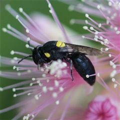 Hylaeus (Euprosopis) honestus (A hylaeine colletid bee) at Unanderra, NSW - 28 Nov 2016 by PaperbarkNativeBees