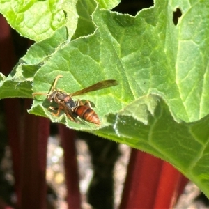 Polistes (Polistella) humilis at Bonner, ACT - 28 Oct 2024 11:27 AM