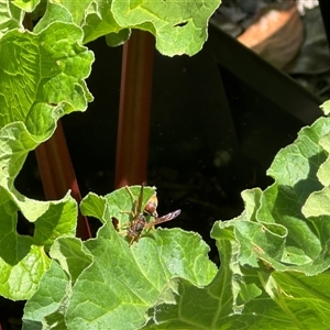 Polistes (Polistella) humilis at Bonner, ACT - 28 Oct 2024