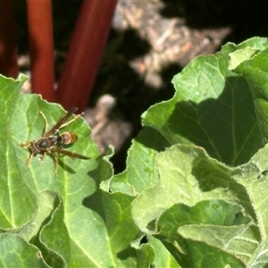 Polistes (Polistella) humilis at Bonner, ACT - 28 Oct 2024 11:27 AM