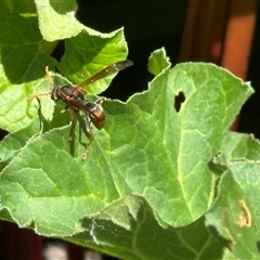 Polistes (Polistella) humilis at Bonner, ACT - 28 Oct 2024