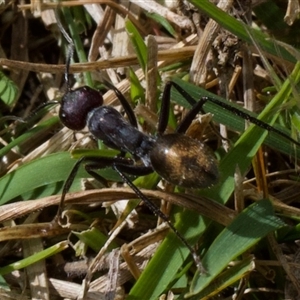 Camponotus suffusus at Aranda, ACT - 28 Oct 2024