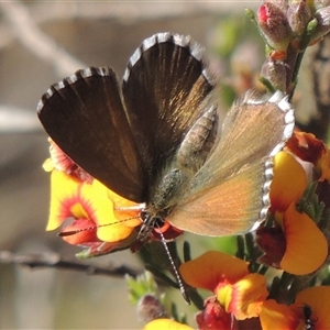 Neolucia agricola at Pialligo, ACT - 26 Oct 2024 03:31 PM