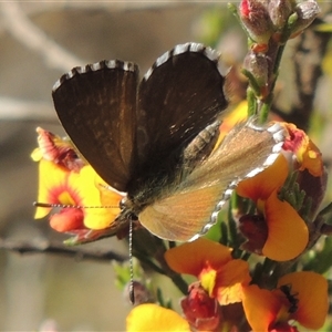 Neolucia agricola at Pialligo, ACT - 26 Oct 2024 03:31 PM