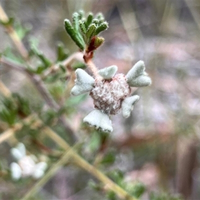 Spyridium furculentum (Forked Spyridium) by MichaelBedingfield