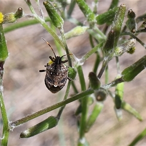 Oncocoris geniculatus at Lyons, ACT - 28 Oct 2024 12:10 PM