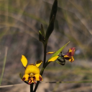 Diuris semilunulata at Captains Flat, NSW - suppressed