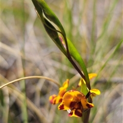 Diuris semilunulata at Captains Flat, NSW - suppressed