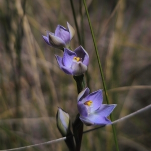 Thelymitra brevifolia at Captains Flat, NSW - 28 Oct 2024