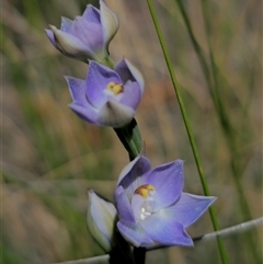 Thelymitra brevifolia at Captains Flat, NSW - 28 Oct 2024