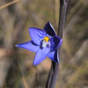 Thelymitra x truncata at Captains Flat, NSW - 28 Oct 2024