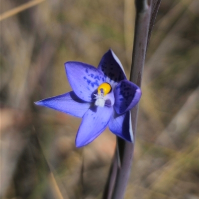 Thelymitra x truncata (Truncate Sun Orchid) at Captains Flat, NSW - 28 Oct 2024 by Csteele4
