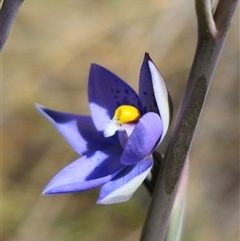 Thelymitra x truncata at Captains Flat, NSW - 28 Oct 2024