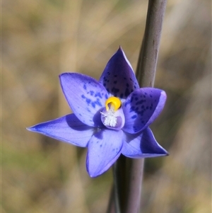 Thelymitra x truncata at Captains Flat, NSW - 28 Oct 2024