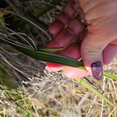 Thelymitra x truncata at Captains Flat, NSW - 28 Oct 2024