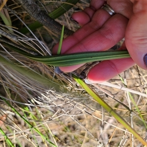 Thelymitra x truncata at Captains Flat, NSW - 28 Oct 2024