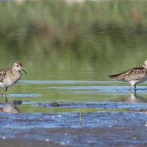 Calidris acuminata at Fyshwick, ACT - 25 Oct 2024