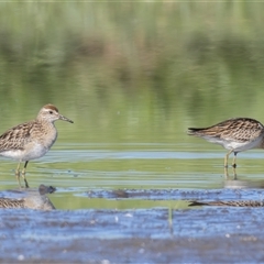 Calidris acuminata at Fyshwick, ACT - 25 Oct 2024